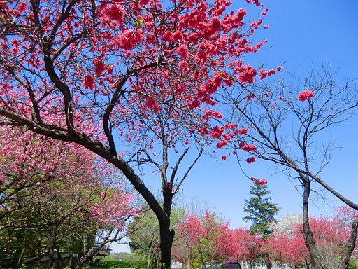 花桃