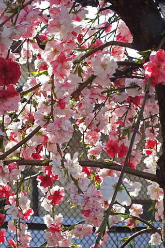 　【　花もも　】
