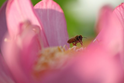 蜜を求めて