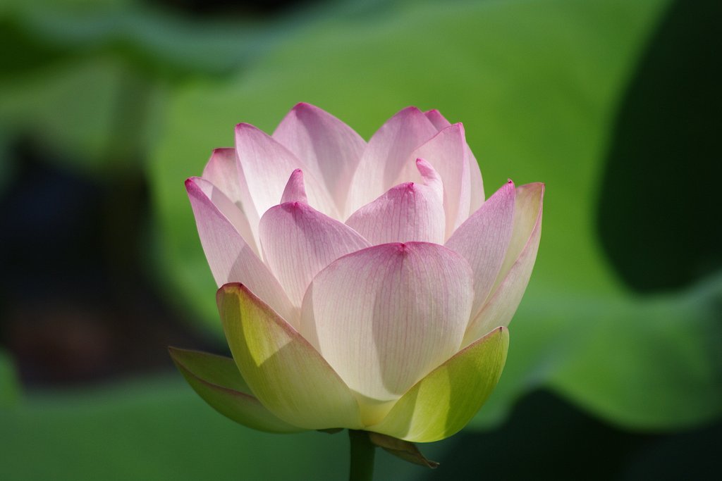 蓮の花