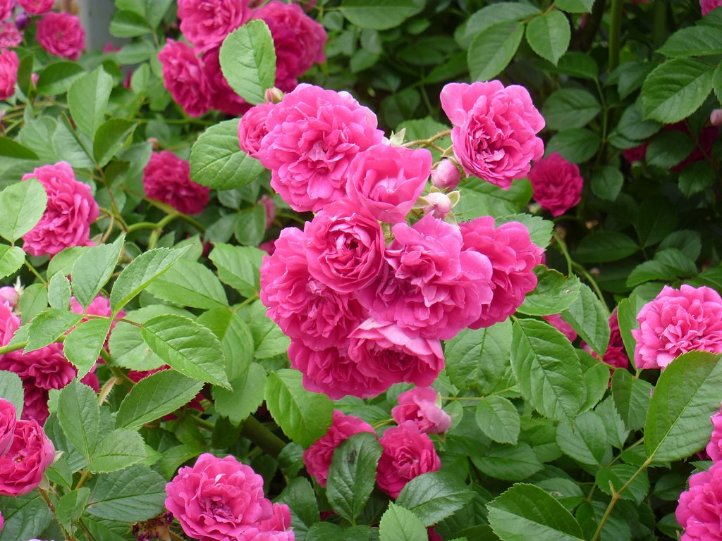 薔薇13