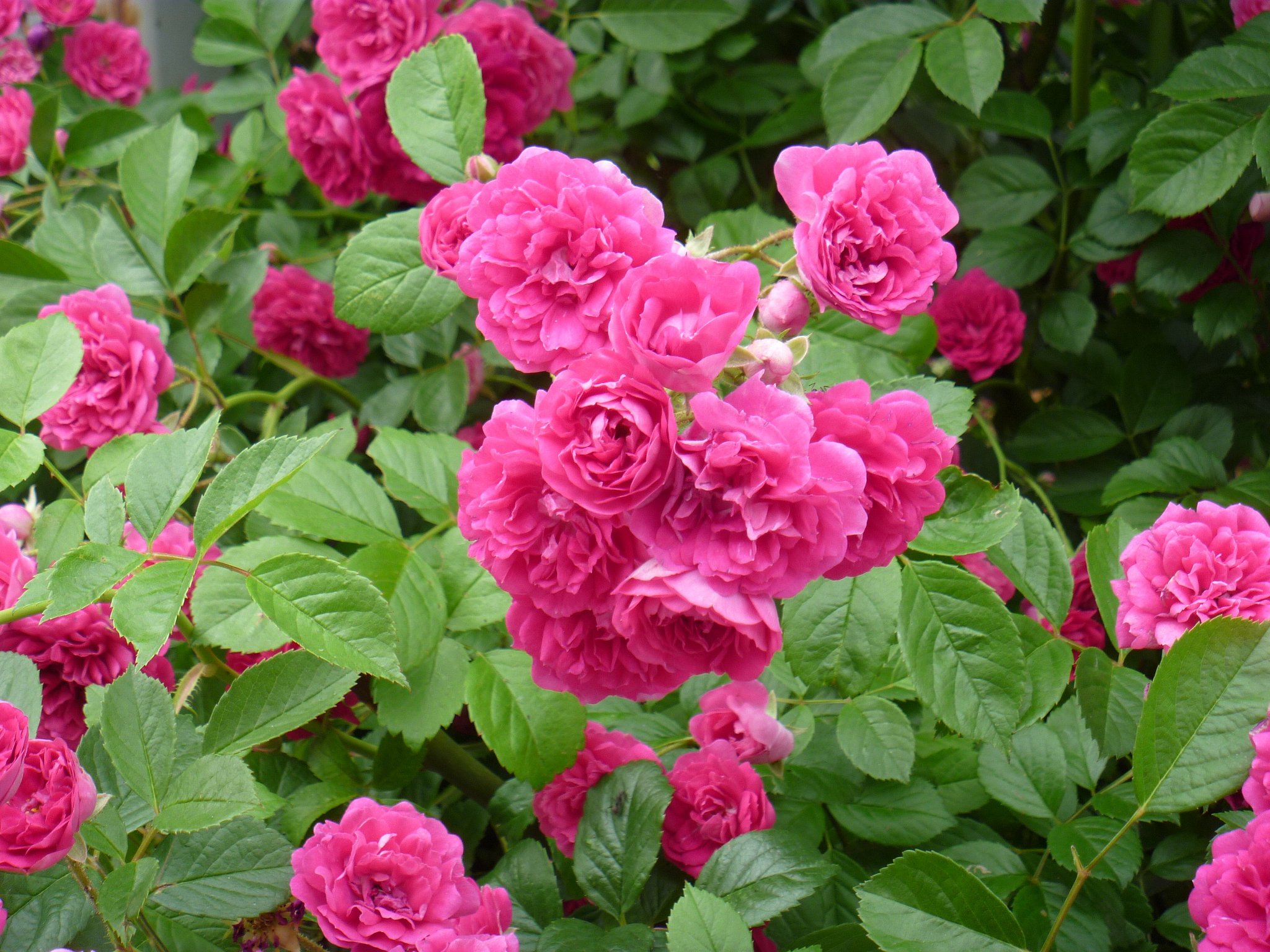 薔薇13