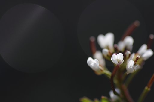 冬咲き小花