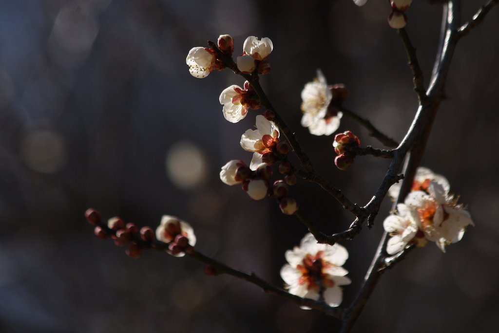 痛めつけられる梅の花