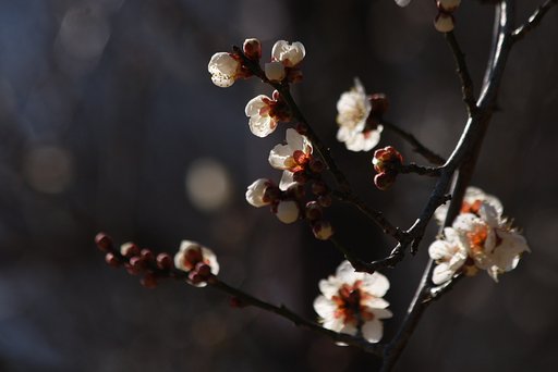 痛めつけられる梅の花