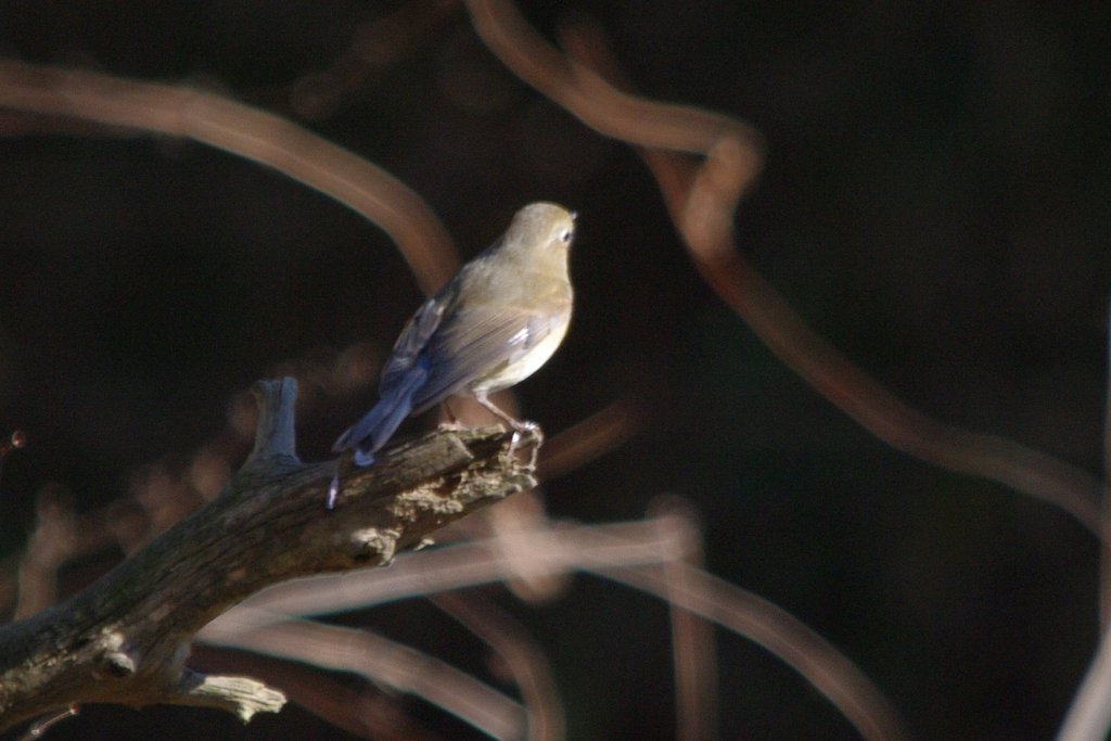 ルリビタキ（♀タイプ）