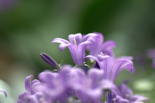 花屋さんでちょいと拝借