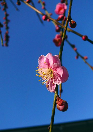 枝垂れ梅開花