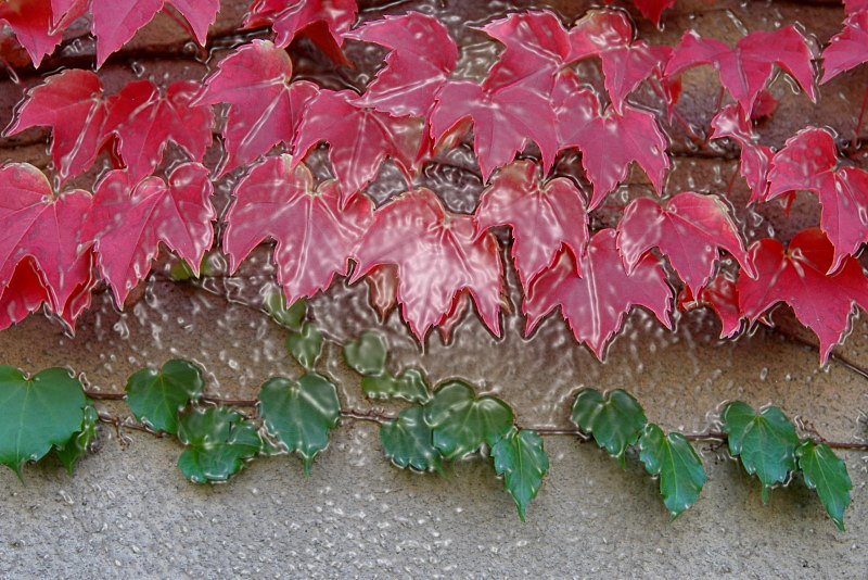ラップされた蔦紅葉