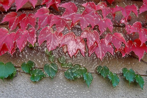 ラップされた蔦紅葉