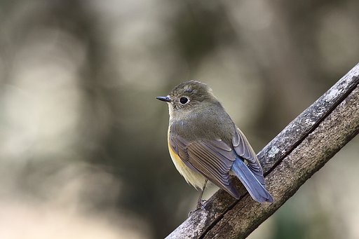 ルリビタキ　♀