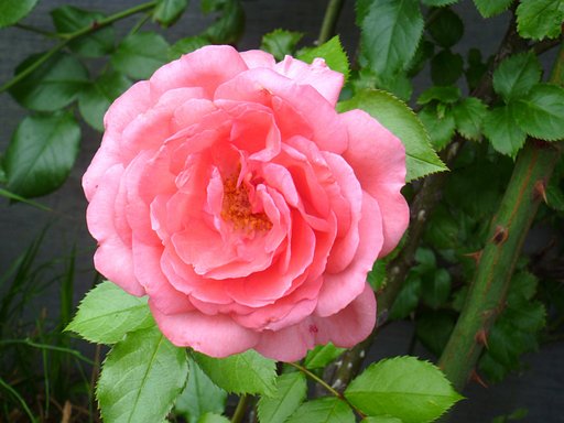 薔薇15