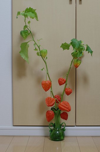 ほおずき見ながらグビッ！