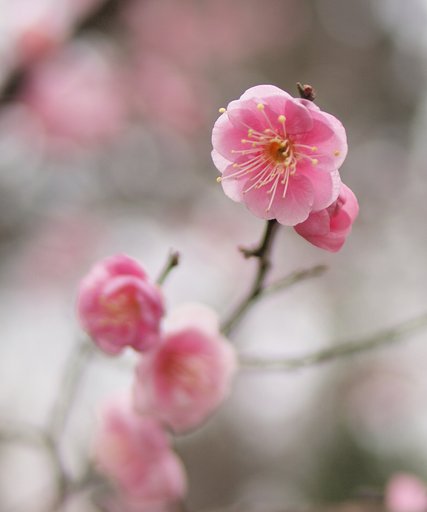梅ほのか