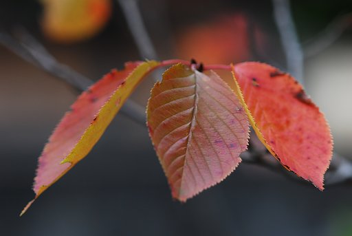 虫に食われた桜葉③