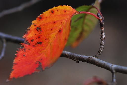 桜の紅葉