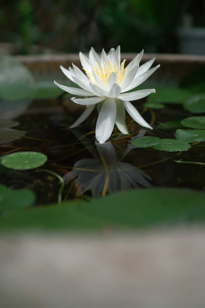 【縦撮り】睡蓮