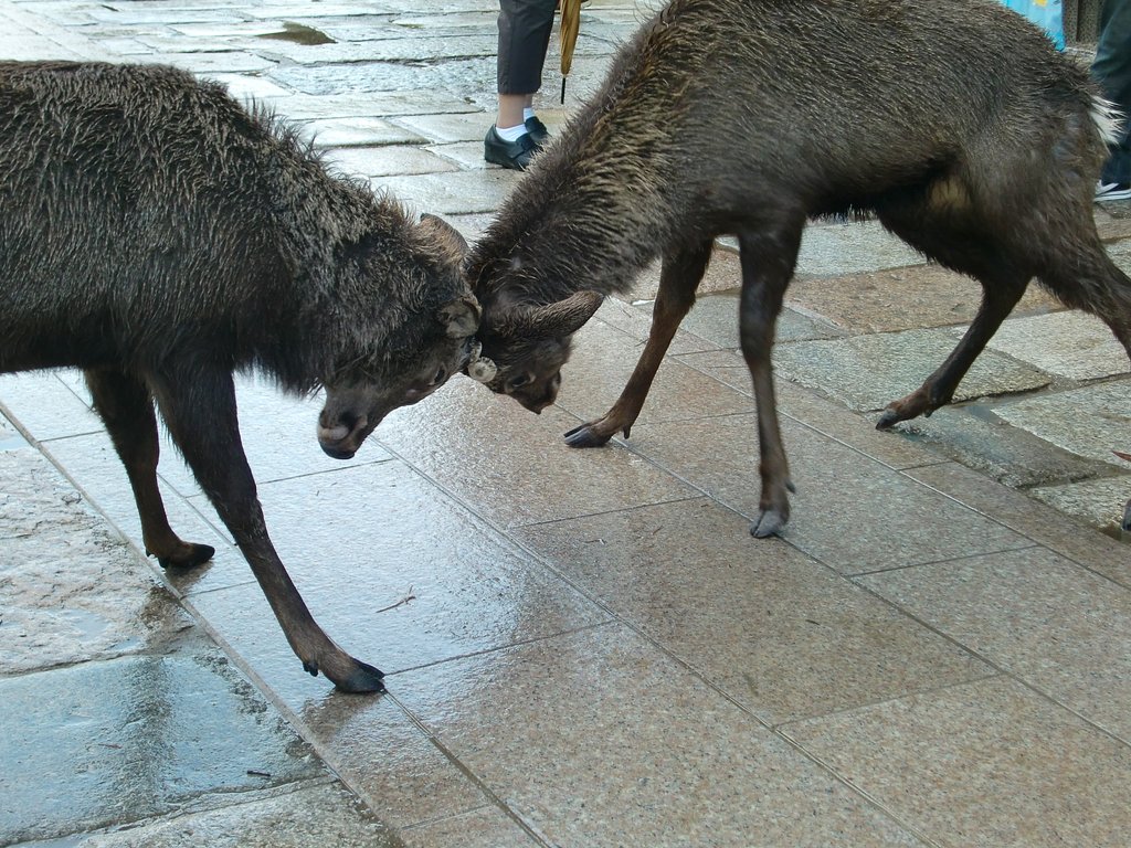 鹿の格闘技