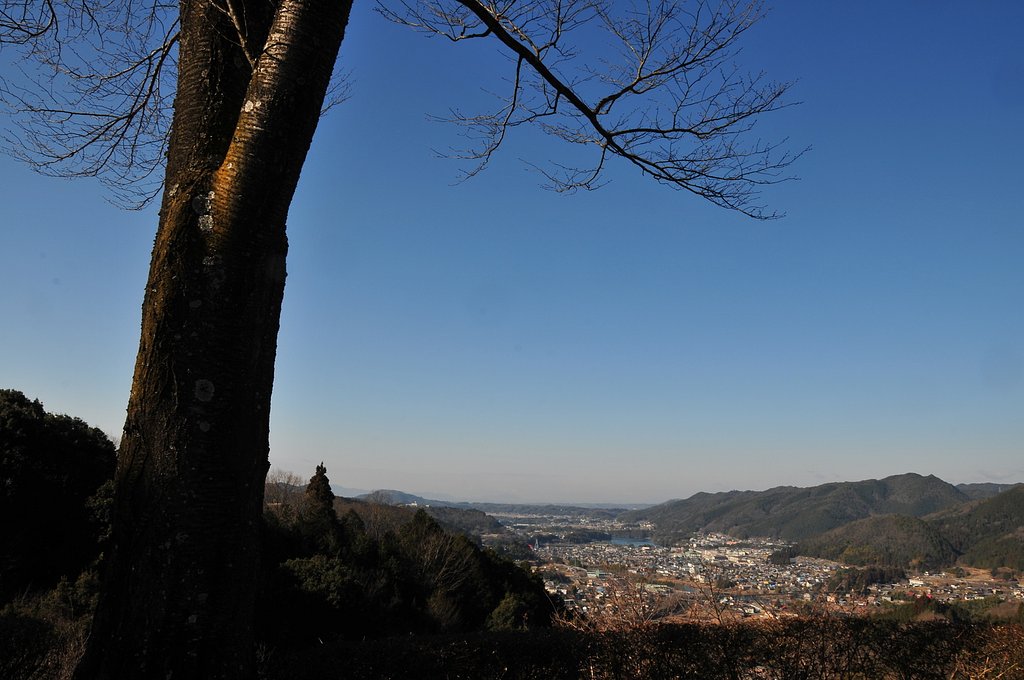 シンボルツリーのある風景