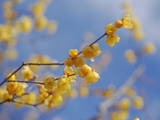 春遠からじ。