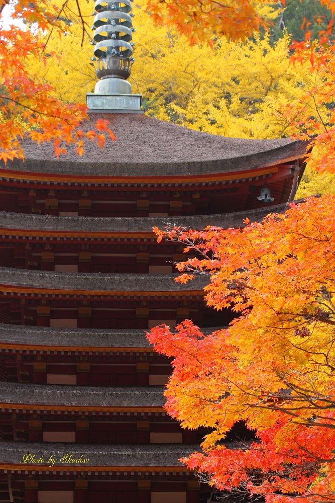 燃える紅葉