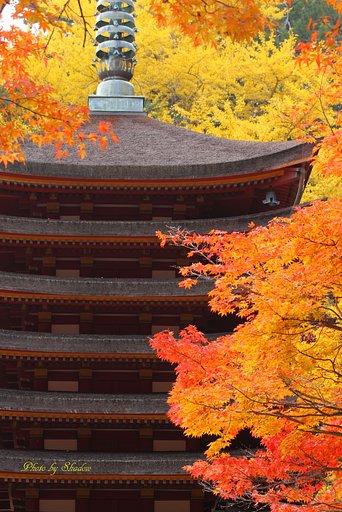 燃える紅葉
