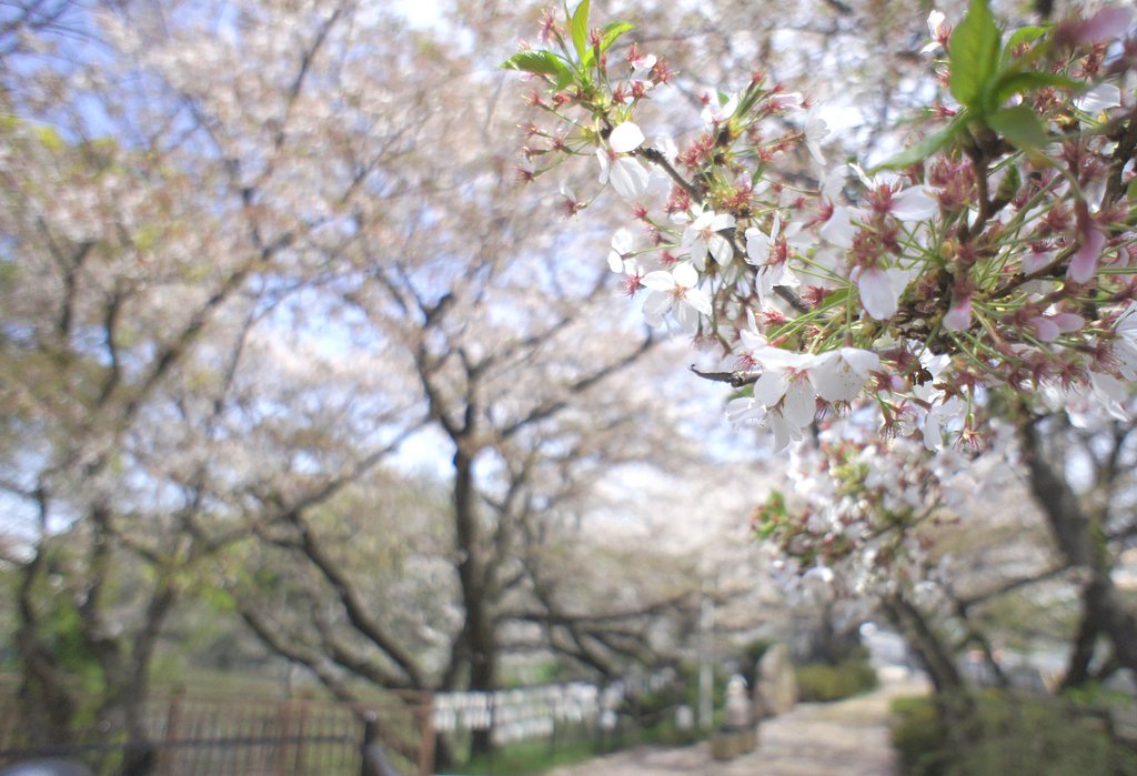 桜並木の散歩道