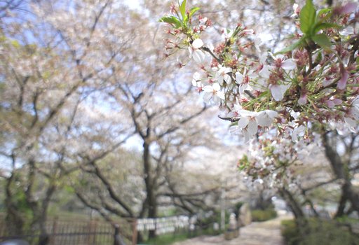 桜並木の散歩道