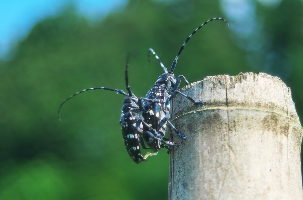 カミキリムシの大恋愛!
