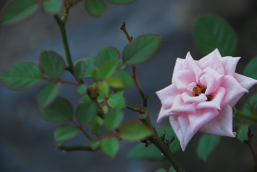 ミニ薔薇