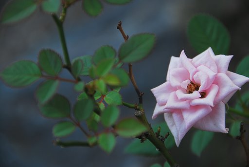 ミニ薔薇