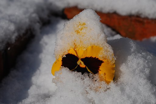雪帽子