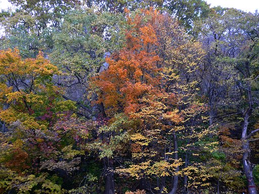 藻岩山の紅葉
