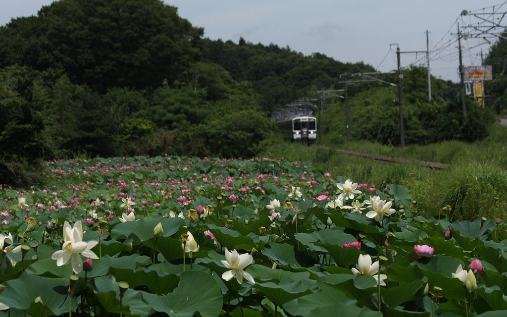 花蓮の咲く風景