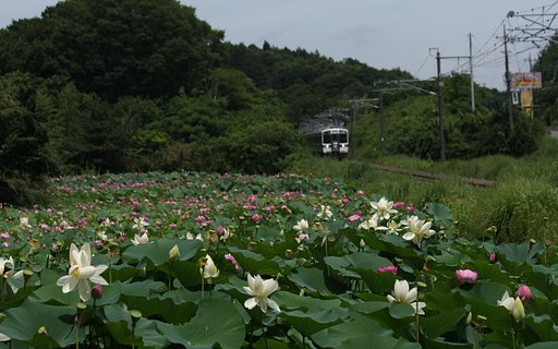 花蓮の咲く風景