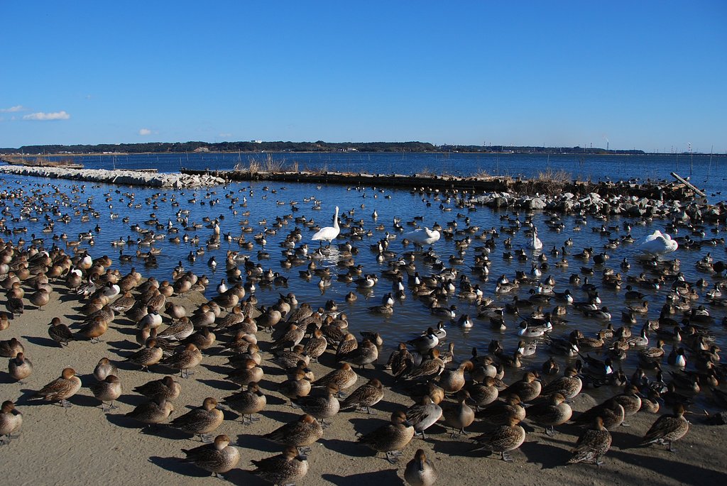 渡り鳥の楽園