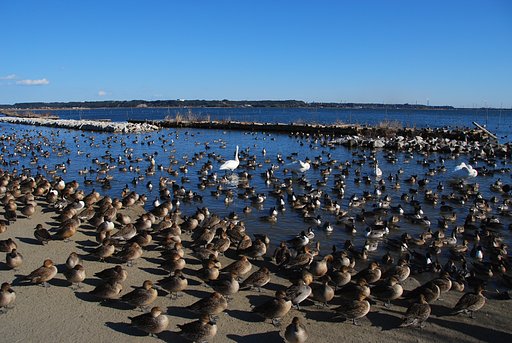 渡り鳥の楽園