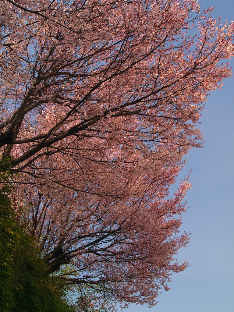 土手の桜も