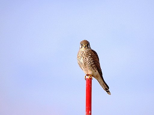 チョウゲンボウ
