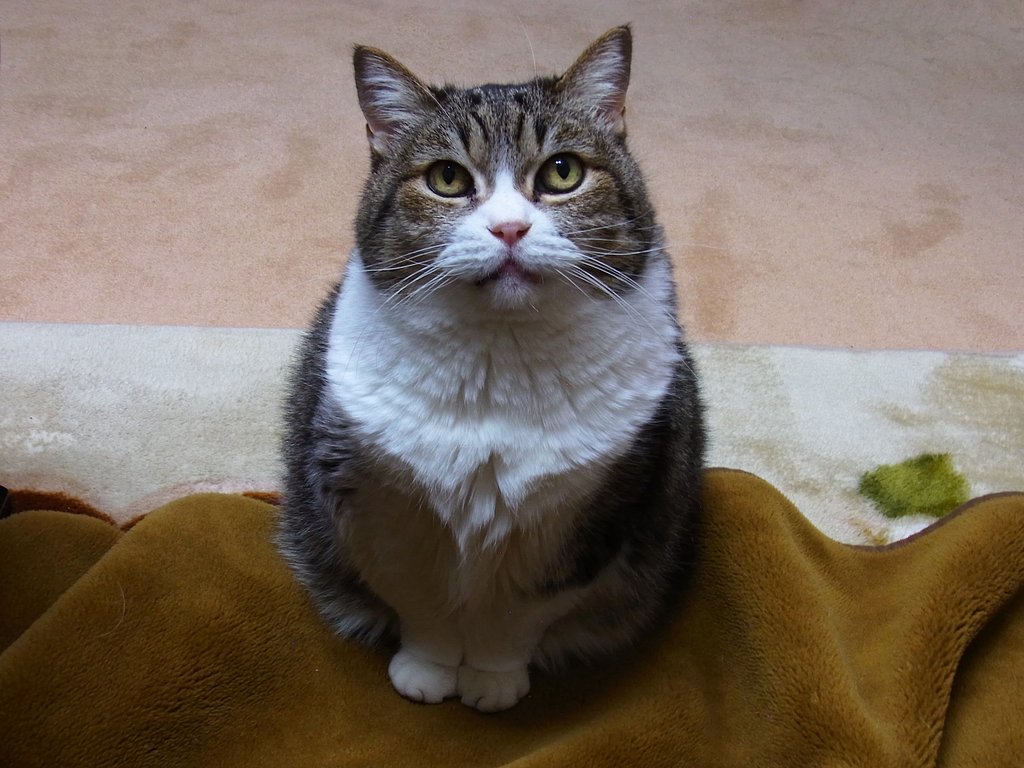 凛々しい姿