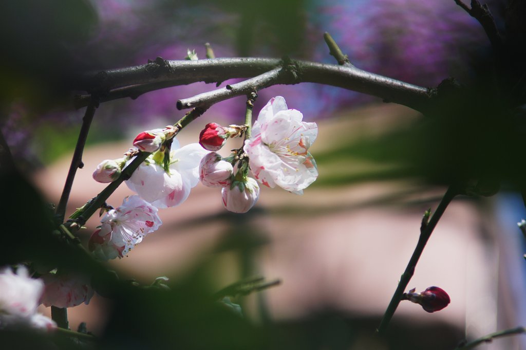 Vivitar 75-205mmF3.8 Close Focusing Auto Zoom