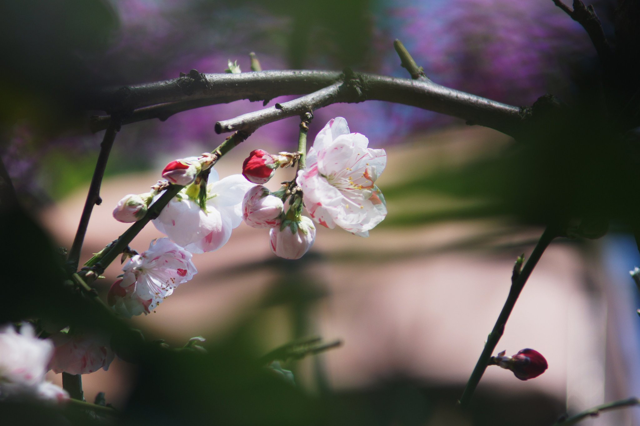 Vivitar 75-205mmF3.8 Close Focusing Auto Zoom
