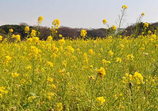 菜の花