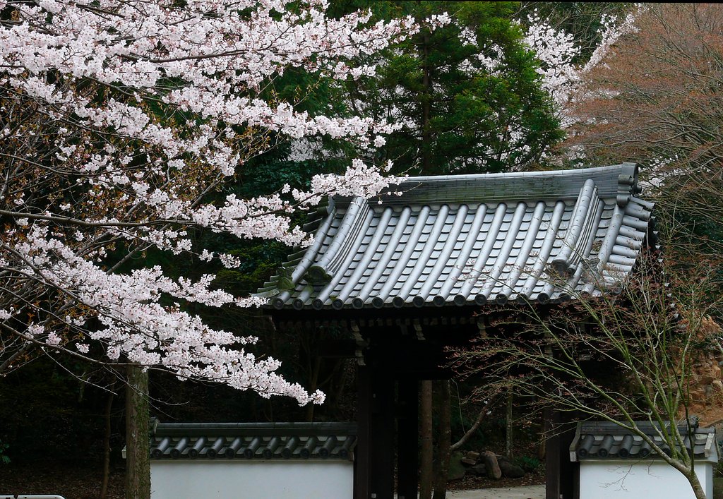 山門の桜