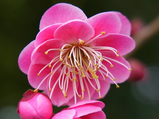 紅梅