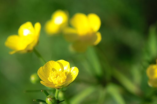 春の花　ウマノアシガタ