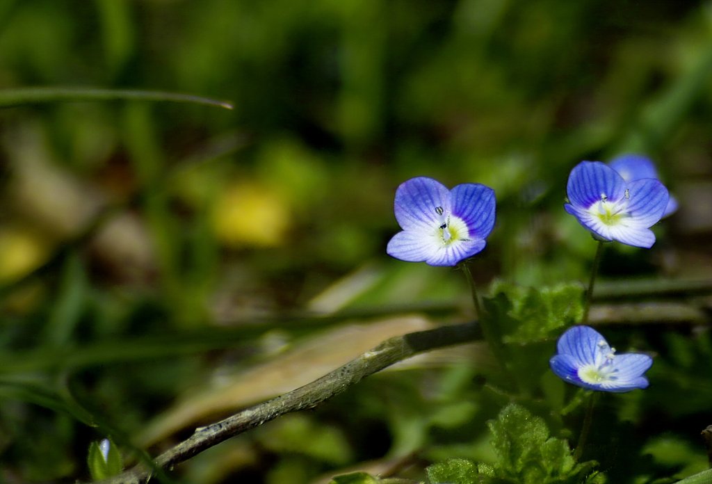 オオイヌノフグリの花