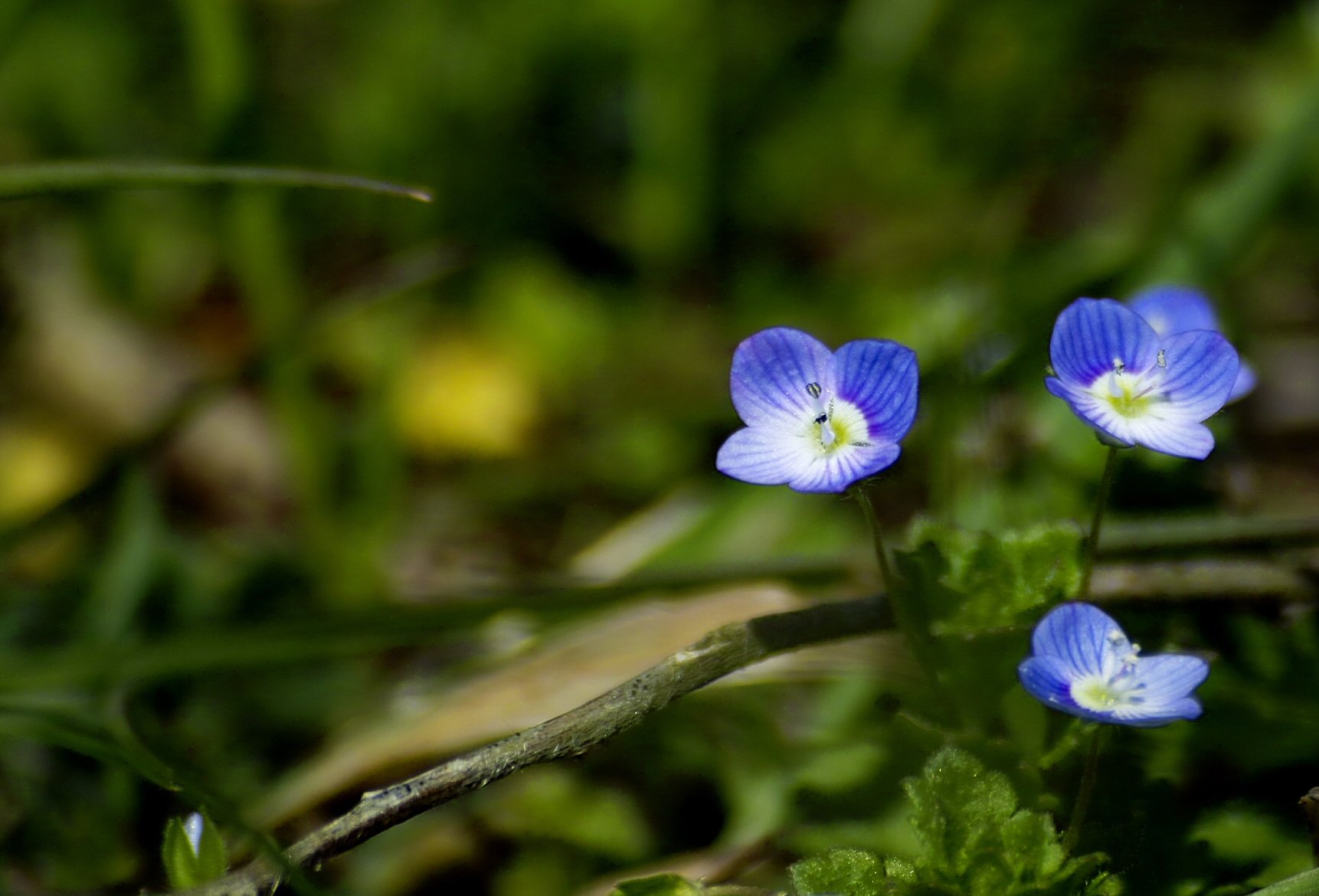 オオイヌノフグリの花