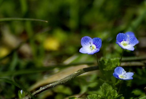 オオイヌノフグリの花