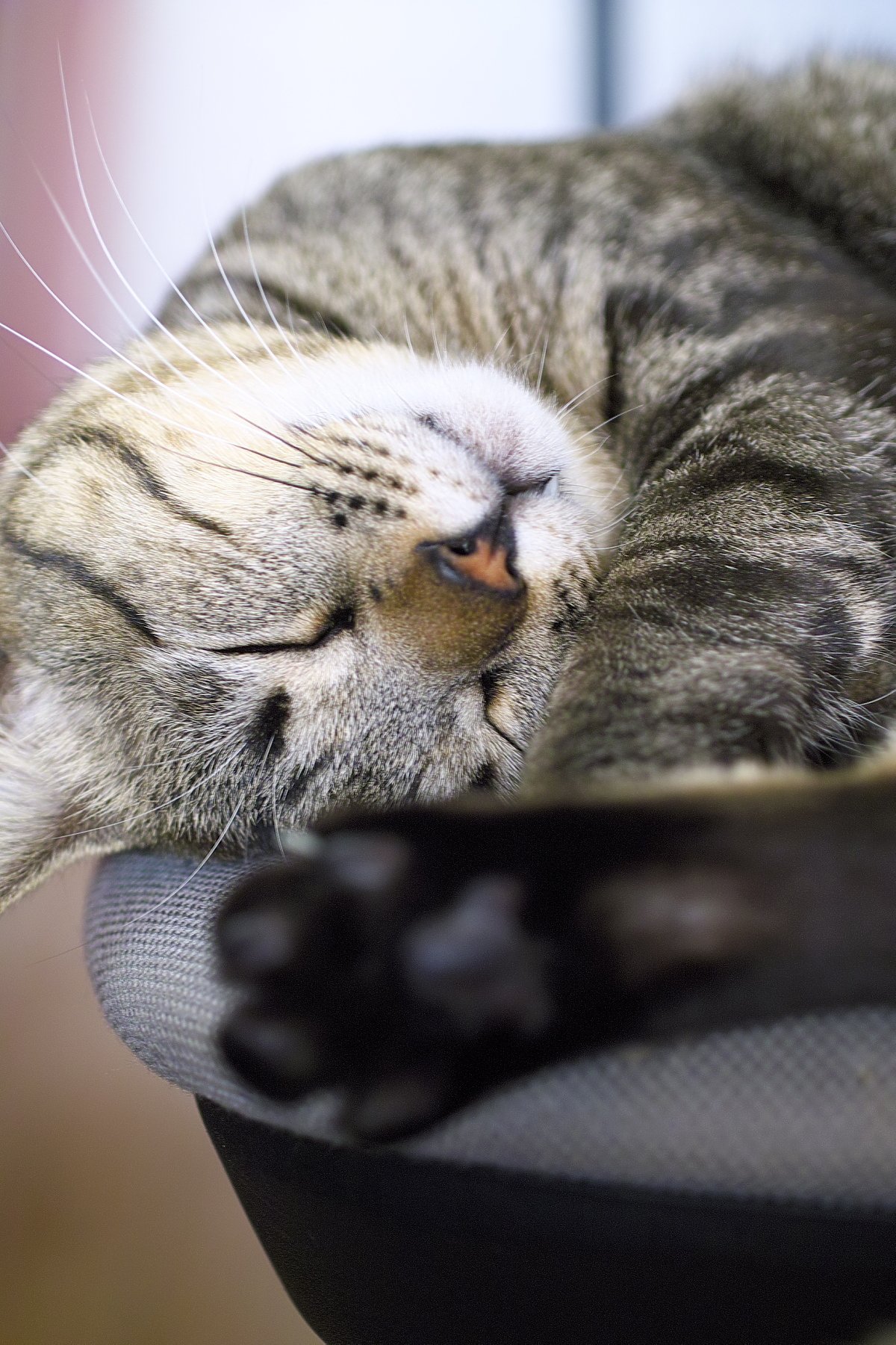 ねこ